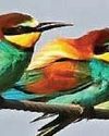 'Overheating planet' sees African rainbow bird return to Norfolk13