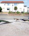 Murder most fowl as nuisance peacocks are killed on estate14
