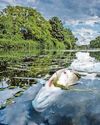 Hottest ever June left rivers full of dead fish13