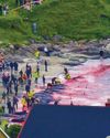 Express forces Faroes to defend whale slaughter16