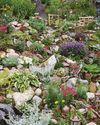 Monty's dreaming of a bigger, boulder garden1