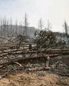 'migrants' Bodies of 18 found after wildfires21