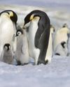 Penguin chicks are wiped out by ice loss15