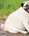 Weighty pets' paw health costs £1,500 Weighty pets' paw health costs £1,50012