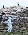 Seabirds showing signs of avian flu immunity10