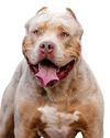 More than 3,000 banned dogs living in UK homes More than 3,000 banned dogs living in UK homes13