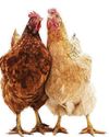 Coop 'translates chicken clucking'4