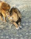 Brother leo love...lions reunited after a decade Brother leo love...lions reunited after a decade2