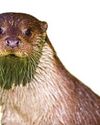 'Ban sewage dumping by water firms near otters'11