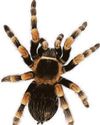 Train driver wins sacking fight over tarantula 'prank' on squeamish colleague15