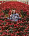 Poinsettias growing in popularity Poinsettias growing in popularity16