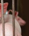 First human case of swine flu strain in UK First human case of swine flu strain in UK5