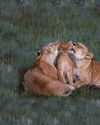 Lionheart-warming Lionheart-warming2