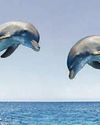 Pollution threat to dolphins in English Channel Pollution threat to dolphins in English Channel11