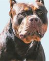 Chief Vet's warning to XL Bully owners: Muzzles required in just two weeks Chief Vet's warning to XL Bully owners: Muzzles required in just two weeks8