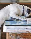 Covid dogs 'have higher rates of behaviour issues' Covid dogs 'have higher rates of behaviour issues'17