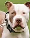 'Stick to XL Bully laws or lose dog' 'Stick to XL Bully laws or lose dog'13