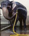 Elephant Mary is the queen of clean