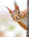 Greys invade red squirrel strongholds