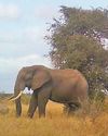 Vultures at risk as elephants push their trees down