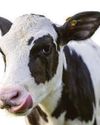 Calf born using IVF 'step closer to net zero'