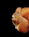 How another UK native could help give a boost to under-threat red squirrels