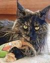 Cat left on plane flies 3 journeys