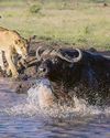 Lion thrown in the air as buffalo fights for life