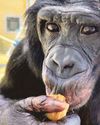 Apes use intuition to spot ignorance in humans for treats