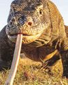 Dragon's got this selfie business licked Dragon's got this selfie business licked3