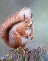 Fears for red squirrels as pox spreads