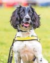 Obi's a Star! Hero police dog sniffs out drugs stash36