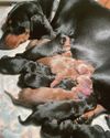 That's lot of links...sausage dog gives birth to 11 puppies That's lot of links...sausage dog gives birth to 11 puppies