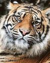 'Extinct' Sumatran tigers are found by British wildlife team 'Extinct' Sumatran tigers are found by British wildlife team