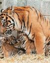 Born three...tiger cubs' first capers