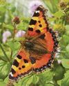 Butterflies' chronic decline with the loss of UK habitats40