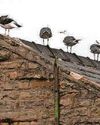 We fear a 9,000-gull invasion We fear a 9,000-gull invasion