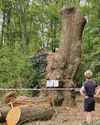 Pub chain slammed for felling 500-year-old oak deemed a 'serious risk' Pub chain slammed for felling 500-year-old oak deemed a 'serious risk'