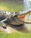 Crocs eat the lot to stay alive Crocs eat the lot to stay alive