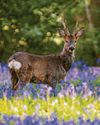 It's a lovely day, my deer It's a lovely day, my deer