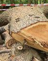 Toby Carvery chief apologises for axing 400-year-old oak tree Toby Carvery chief apologises for axing 400-year-old oak tree