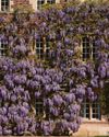 Jesus mauves in wisteria's ways...