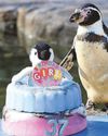Super Spneb's happy feat as oldest penguin at 37