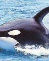 Rare white whale's some-fin special Rare white whale's some-fin special