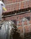 Seaside town residents get in a flap over gulls' mess Seaside town residents get in a flap over gulls' mess