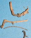 300-year-old mummy was man of the cloth...and twigs and flax 300-year-old mummy was man of the cloth...and twigs and flax