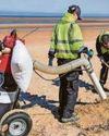 Hoovering up plastic waste from beaches Hoovering up plastic waste from beaches