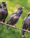 Feathered friends form close bonds just like humans Feathered friends form close bonds just like humans