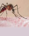 'Our malaria research helps us to respond to new threats like Covid' 'Our malaria research helps us to respond to new threats like Covid'