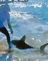 'Mini Jaws' patrols UK beach 'Mini Jaws' patrols UK beach